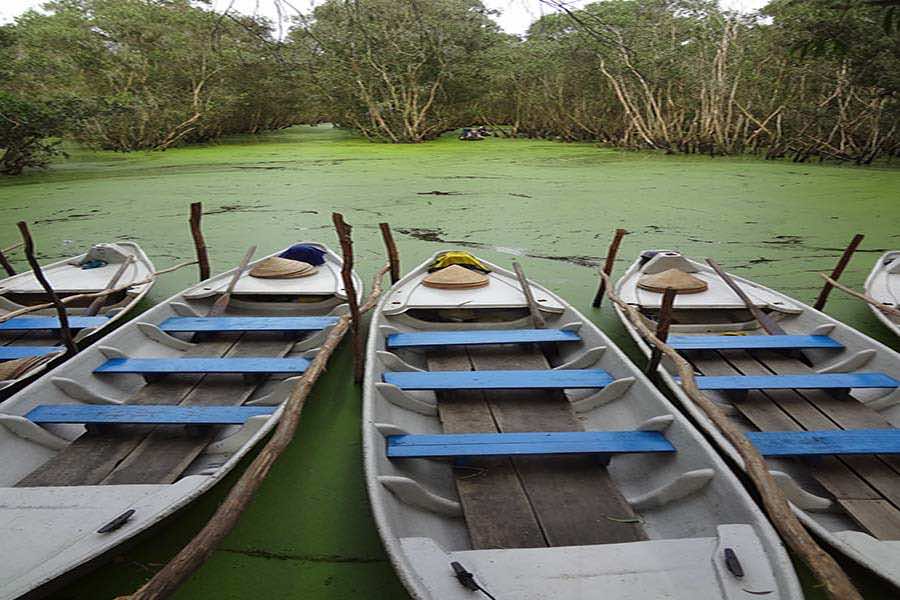 Mangroves in Mekong Delta