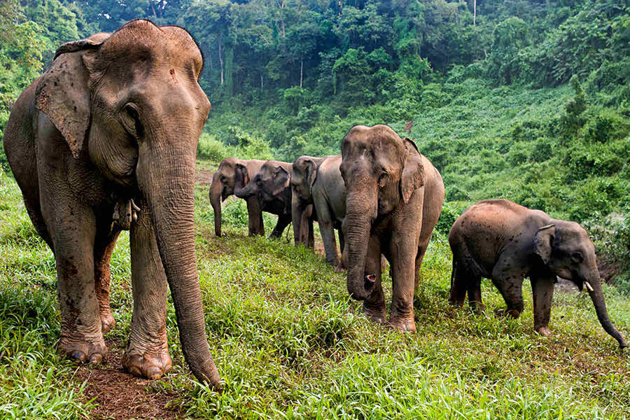 Prj Laos elephants family volunteering elephant grazing
