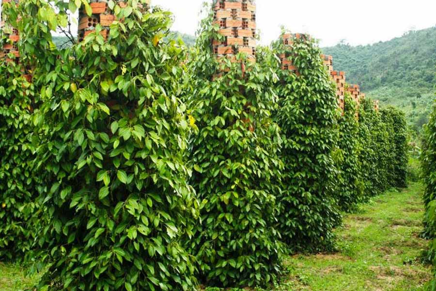 what to do in phu quoc vietnam