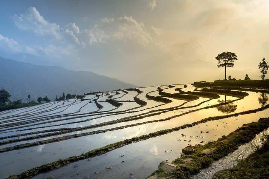 rice field 3490060 1920
