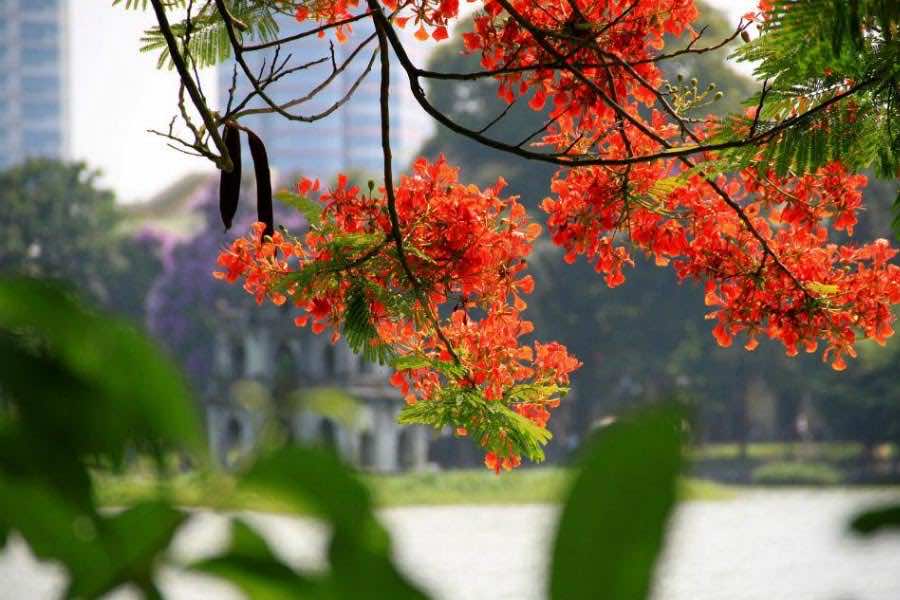 seasons of hanoi summer