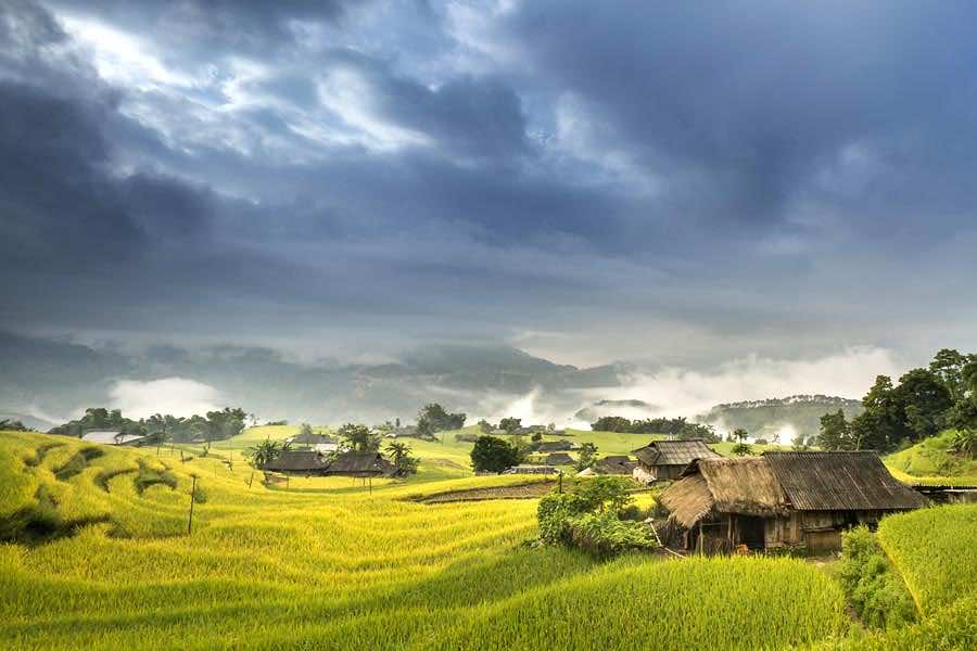 vietnam rice terrace sapa