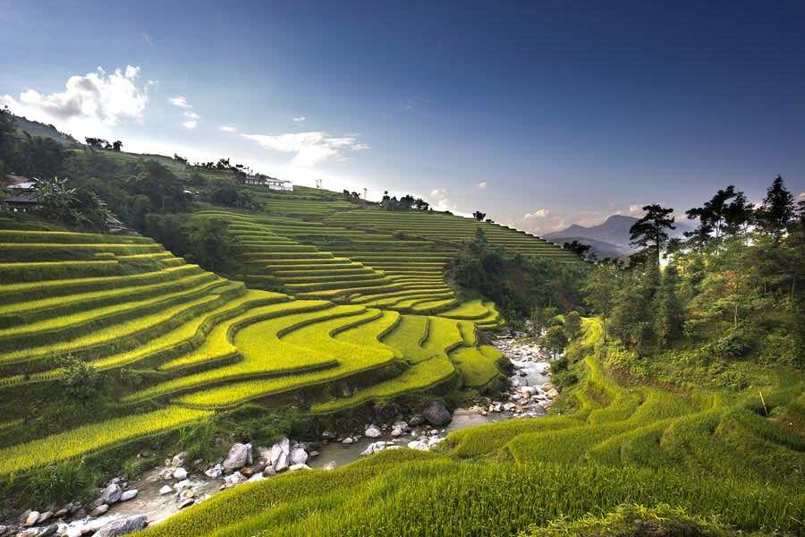 vietnam y ty